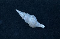 藏品(臺灣捲管螺)的圖片